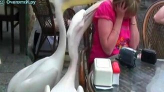 Забавные моменты и приколы - смотреть видео (2:04)