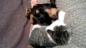 Котёнок с собакой балдеют - смотреть видео (0:49)