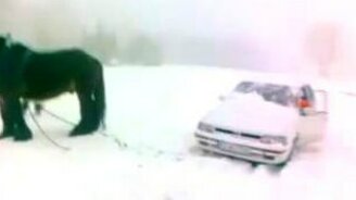 Одна лошадиная сила - смотреть видео (0:35)