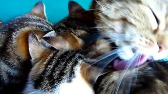 Хор муррр-машин - смотреть видео (1:20)