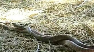 Как совокупляются змеи - смотреть видео (0:52)