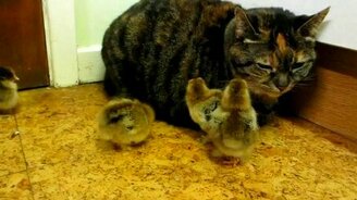 Кошка и цыплята - смотреть видео (0:23)