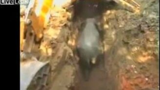 Спасли слонёнка из ямы - смотреть видео (1:27)