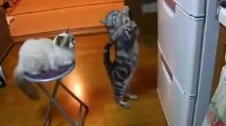 Котяра молит холодильник о еде - смотреть видео (0:55)