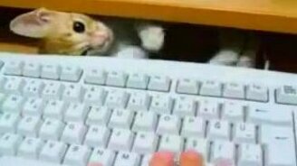 Котэ любит помогать - смотреть видео (0:13)