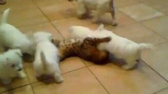 Щенки напали на кота - смотреть видео (0:40)