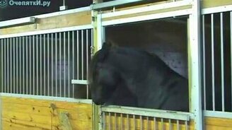 Конь, который открывает замки - смотреть видео (0:40)