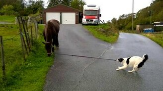 Собака выгуливает лошадь - смотреть видео (1:19)