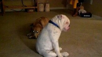 Бульдогу явно нравится блюз - смотреть видео (2:27)