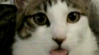 Кот в совершенстве владеет языком - смотреть видео (1:15)