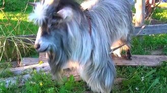 Козлиный битбокс - смотреть видео (0:18)