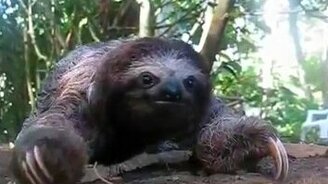 Ленивец атакует - смотреть видео (0:19)