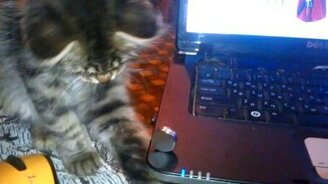 Кот и магнит - смотреть видео (1:17)