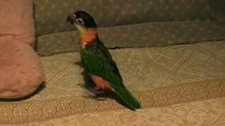 Попугай греется после душа - смотреть видео (0:13)