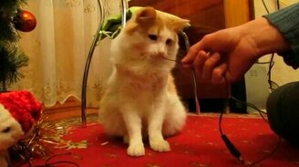 Кот зачищает провода - смотреть видео (0:52)