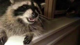 Енот, дай пять! - смотреть видео (0:29)