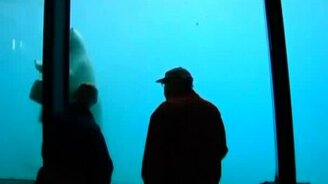 Медведь разбил стекло - смотреть видео (1:06)