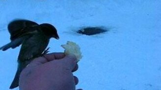 Воробьи атакуют - смотреть видео (0:18)