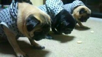 Дрессированные мопсы - смотреть видео (0:17)