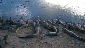 Крокодилье царство - смотреть видео (4:18)