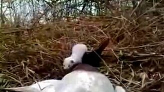 Проворная ласка - смотреть видео (9:20)