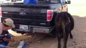 Бык застрял между крылом и колесом - смотреть видео (0:37)