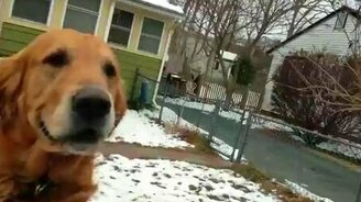 Пёс принимает почту - смотреть видео (0:20)