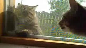 Два кота беседуют - смотреть видео (0:53)