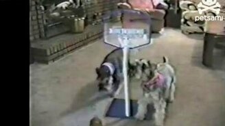 Собаки играют в баскетбол! - смотреть видео (0:53)