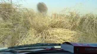 Перекати-поле атакуют - смотреть видео (0:51)