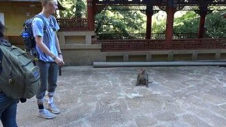 Обезьянка - профи в воровстве - смотреть видео (1:50)