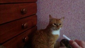 Странный кот - смотреть видео (0:47)