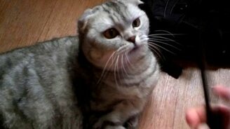 Расчёска и кот - смотреть видео (0:41)