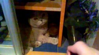 Расчёска и кошачий язык - смотреть видео (0:16)