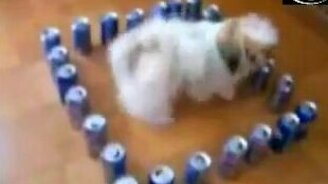 Маленькая собака в ловушке - смотреть видео (0:41)