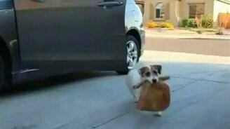 Собака-удивляка - смотреть видео (3:45)