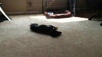 Доберман после ванны - смотреть видео (1:15)