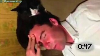 Кошки выражают любовь мужчинам - смотреть видео (0:55)