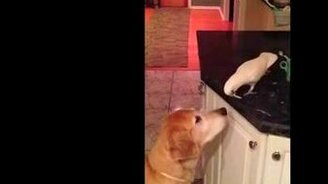 Добрый попугай кормит другана - смотреть видео (0:41)