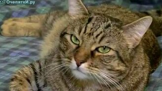 Кот-расист - смотреть видео (0:38)