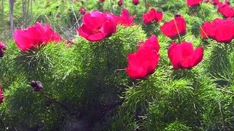 Я наслаждаюсь этим миром... - смотреть видео (5:50)