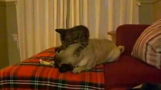 Приставучий котяра - смотреть видео (0:53)