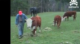 Собака-пастух главнее - смотреть видео (1:12)