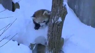 Красные панды на снегу - смотреть видео (1:42)