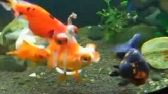 Инвалидное кресло для золотой рыбки - смотреть видео (0:31)