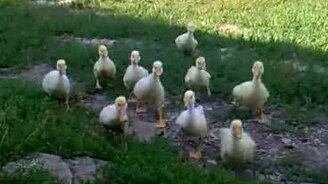 Хозяйка строит гусят - смотреть видео (0:20)