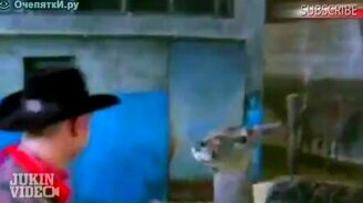 Сошлись два оленя - смотреть видео (0:33)