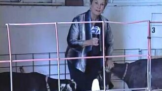 Козлик боднул репортёршу - смотреть видео (0:49)