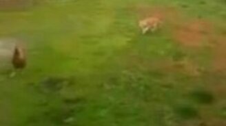 Акелла промахнулся - смотреть видео (0:19)