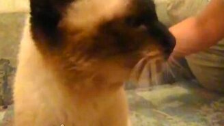 Кот трещит - смотреть видео (0:28)